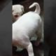 fight between cute  puppies#viral short#🔪🕹️🤪😆
