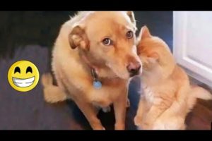 funniest videos 2023😂😂||cutest puppies and kittens in the world #cat #dogs@CatDogZone-dh9hx