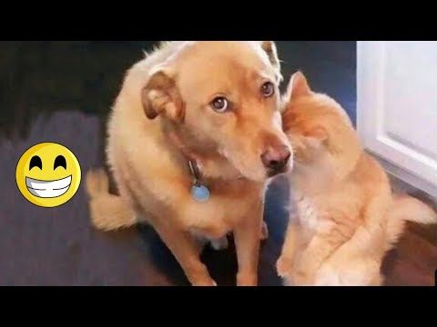 funniest videos 2023😂😂||cutest puppies and kittens in the world #cat #dogs@CatDogZone-dh9hx