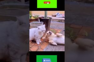 #funny #animals #comedydogs and cats  short video Rapidtags Instagram #viral #shorts video