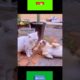 #funny #animals #comedydogs and cats  short video Rapidtags Instagram #viral #shorts video