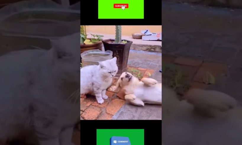 #funny #animals #comedydogs and cats  short video Rapidtags Instagram #viral #shorts video