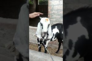 goat playing#shorts #youtubeshorts #animals #goatlovers