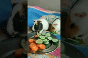 guinea pig carrot 🥕 khate huye #youtubeshorts #viral #cuteanimals #animals