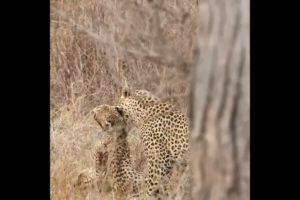 leopard hunt injured cheetah | #shorts #facts #animals #knowledge