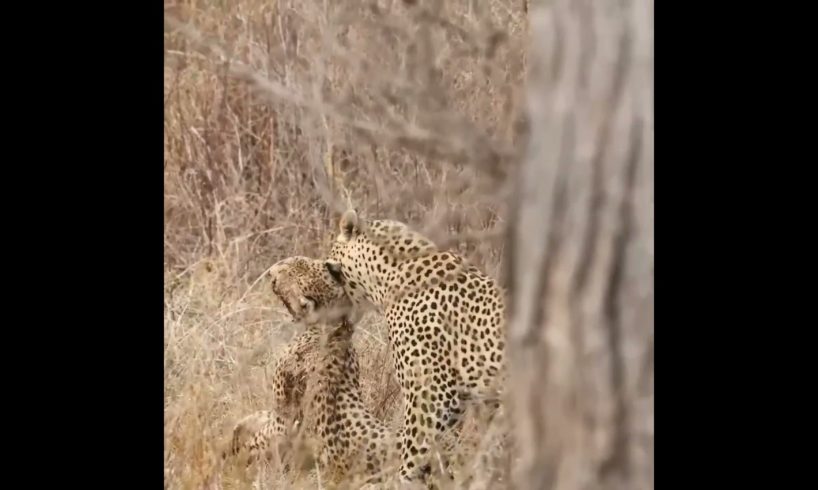 leopard hunt injured cheetah | #shorts #facts #animals #knowledge
