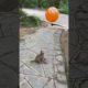 monkey playing balloon #animals #videos