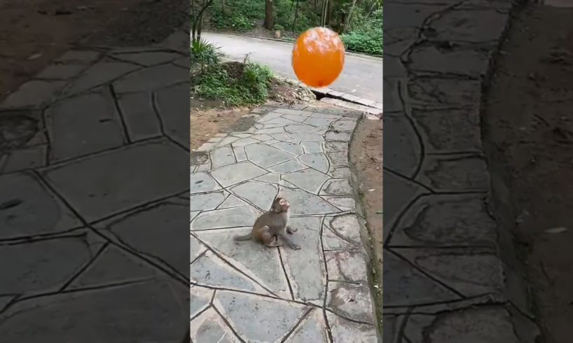 monkey playing balloon #animals #videos