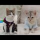 naughty kittens🔥 playing🔥 funny animals 2023