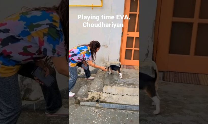 playing time EVA.choudhraiyan #beagle #beaglepuppy#dogs#eva #1000subscriber#animals#trendingshorts
