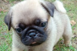 pug puppies are cutest puppies #doglover /cute little puppies