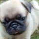 pug puppies are cutest puppies #doglover /cute little puppies