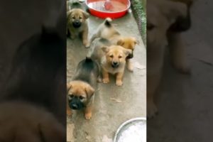 puppies barking 🥰🥰🥰#shorts #babydogs #shortsviral #cutepuppy