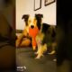 #shorts #youtubeshorts #short #ytshorts #cutedogs #cutepets #cute #puppies #dogsvideos #viral #pets