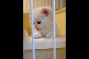 so cute funny kittens❤️😂 #1687 #shorts #cat #kitten #funnycats #catvideos #happy #fyp #babyanimals