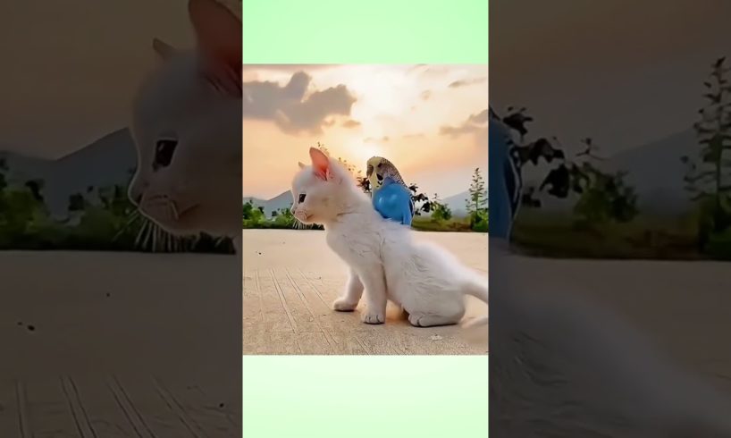 viral cat short #cute #animals #shortsfeed #AKCATSVIDEOS