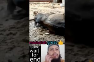 wait for end | mashallah great save😱#shorts #viralshorts #trendingshorts #shortsfeed #rescue#animals