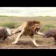 wild animal fight 2023 | Discovery video| amazing moments for animal