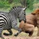 जानवरों के शानदार झगड़े | Amazing Animal Fights
