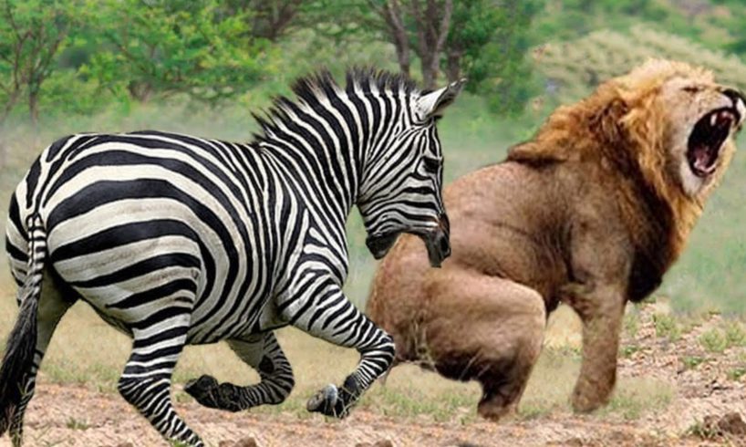 जानवरों के शानदार झगड़े | Amazing Animal Fights