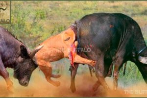 10 CRAZIEST ANIMAL FIGHTS CAUGHT ON CAMERA. Baboon versus flamingo, Horse versus crocodile