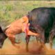 10 CRAZIEST ANIMAL FIGHTS CAUGHT ON CAMERA. Baboon versus flamingo, Horse versus crocodile