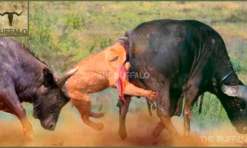 10 CRAZIEST ANIMAL FIGHTS CAUGHT ON CAMERA. Baboon versus flamingo, Horse versus crocodile