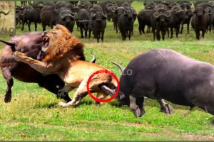 10 CRAZIEST ANIMAL FIGHTS CAUGHT ON CAMERA. Lions versus buffalo, bear versus tiger