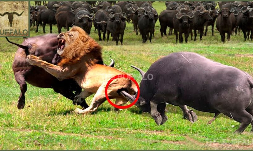 10 CRAZIEST ANIMAL FIGHTS CAUGHT ON CAMERA. Lions versus buffalo, bear versus tiger