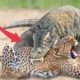 10 Craziest Animal Fights of All Time 2023  🐅🐿🐧