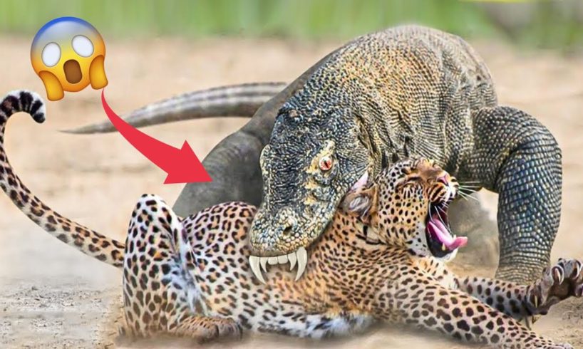 10 Craziest Animal Fights of All Time 2023  🐅🐿🐧