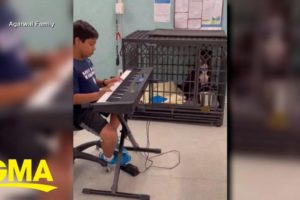 10-year-old plays live music to dogs