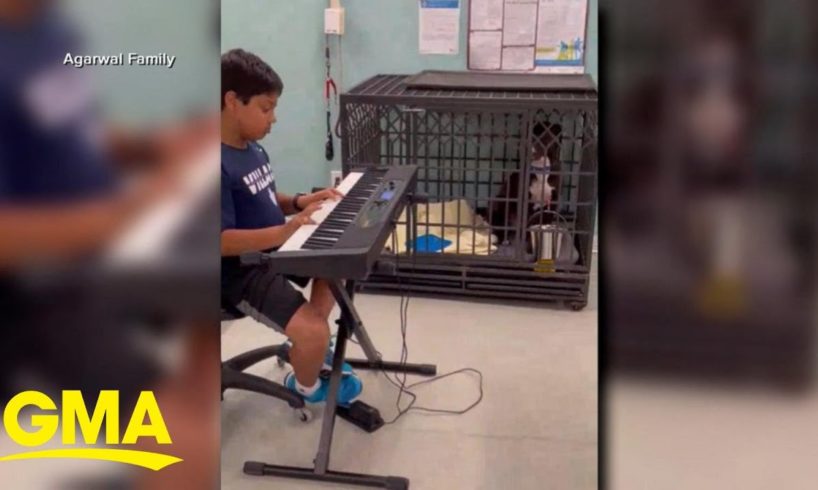 10-year-old plays live music to dogs