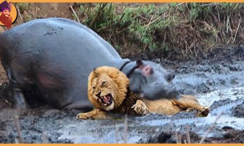 12 Times Hippos Attacked Their Enemies