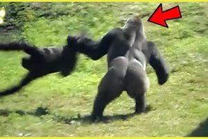 15 Animals That Attacked The Wrong Animal