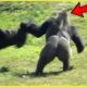 15 Animals That Attacked The Wrong Animal