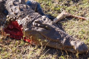 15 Merciless Moments When Crocodilians Choose The Wrong Opponent