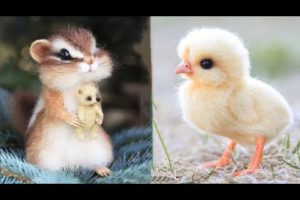 Cute baby animals Videos Compilation cute moment of the animals #11 Cutest Animals 2023