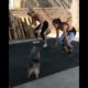 Funny Dogs of TikTok Compilation 😂😂😂 Cutest Puppies 😂😂😂