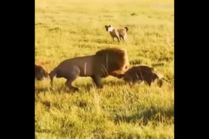 Funny animal fights#shorts