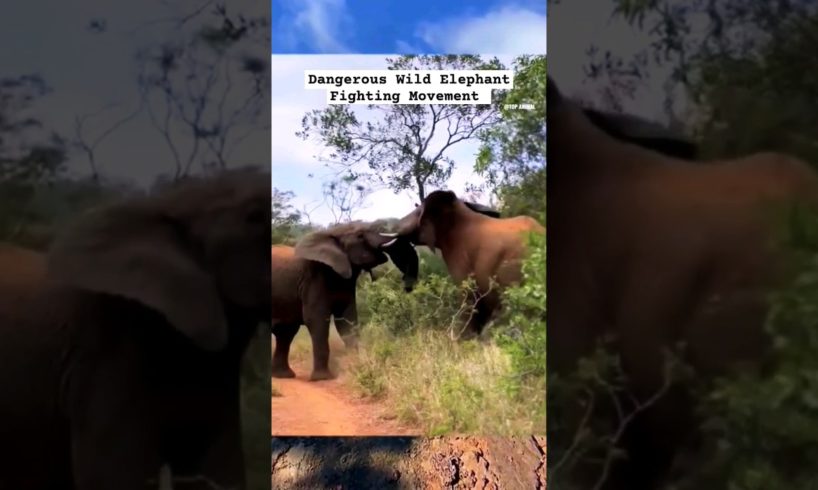 Elephant Fighting Movement | Amazing Wildlife #animals #shorts
