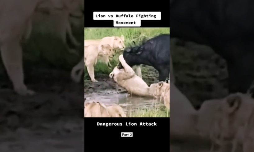Lion vs Buffalo Fighting Movement | Lion Attack #animals #shorts