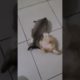 Cute Cat Video 2023😊🥰#shorts #kitten #cutecat #cat #Viral #shorts