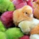 Rainbow Baby Chicken | Love animal | Colours chick | Playing game with animals | color chick video