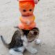 Cute cat 😻 Cute 🐈Videos | Cute Baby Cat 🤣Compilation #60 | Aww Animals • cute animals😍