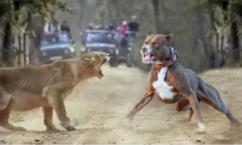 100 Craziest Animal Fights of All Time 2023