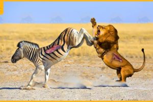35 Moments When Injured Big Cats Fight Ferocious Prey | Animal Fight