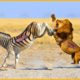 35 Moments When Injured Big Cats Fight Ferocious Prey | Animal Fight