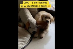 😂Try Not To Laugh || Cute Pets || Funny Dogs || Golden Retrievers || #pets #dog 🐶