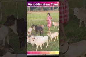 Mini cows playing #video #farming #animals #india #youtube #dance #viral #trending